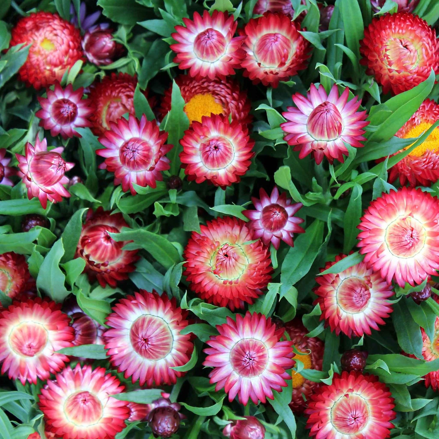A close-up of a vibrant, purple red strawflower, showcasing its papery petals and central disc.