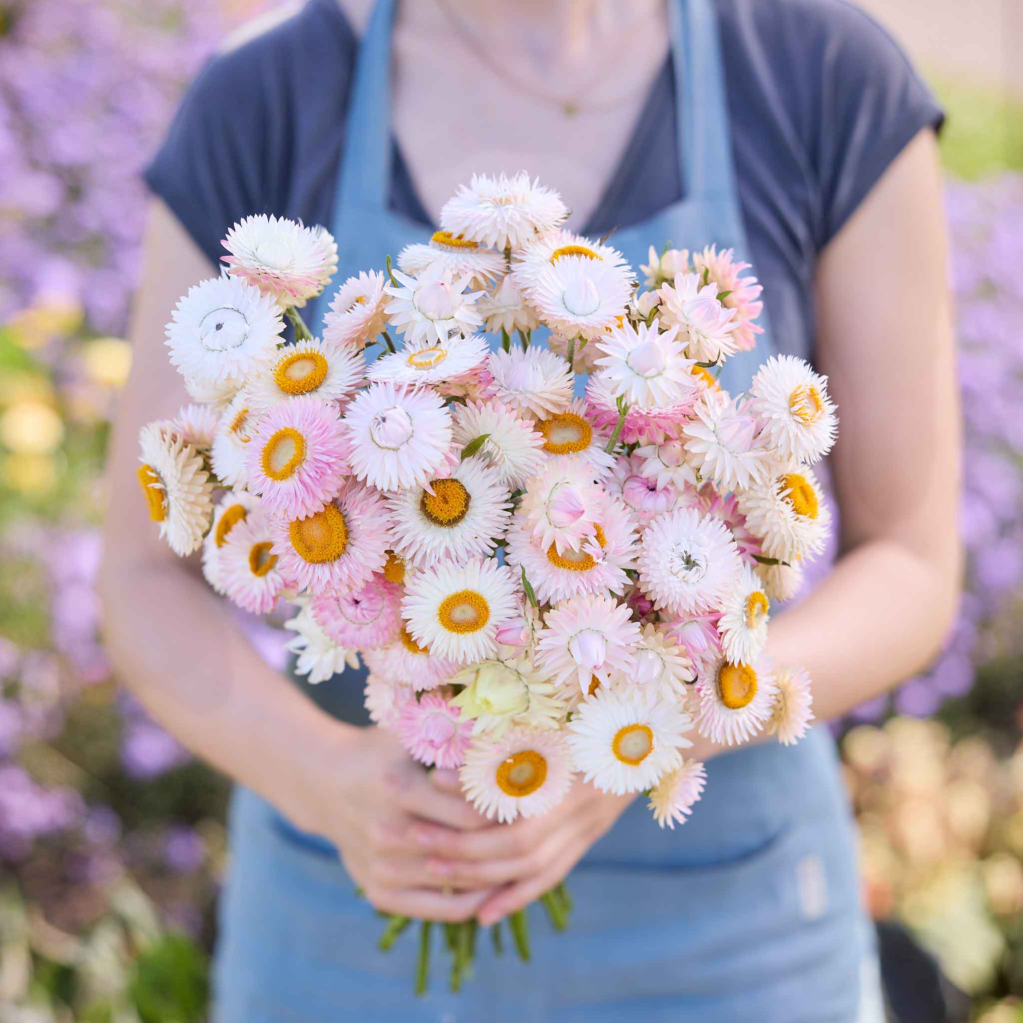 Person holding a bouquet of pink and white  strawflower silvery rose flowers with a blurred floral background