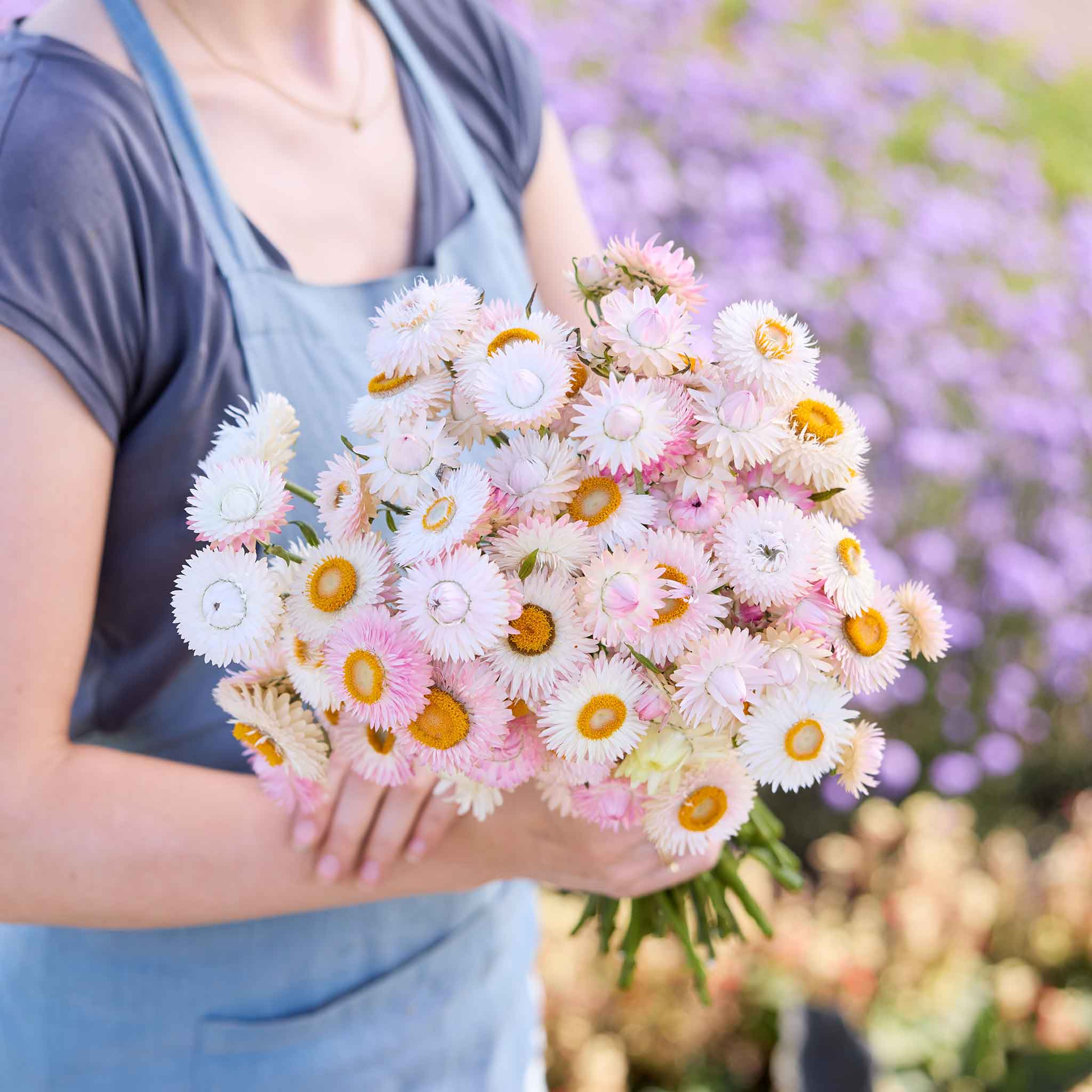 Person holding a bouquet of pink and white  strawflower silvery rose flowers with a blurred floral background