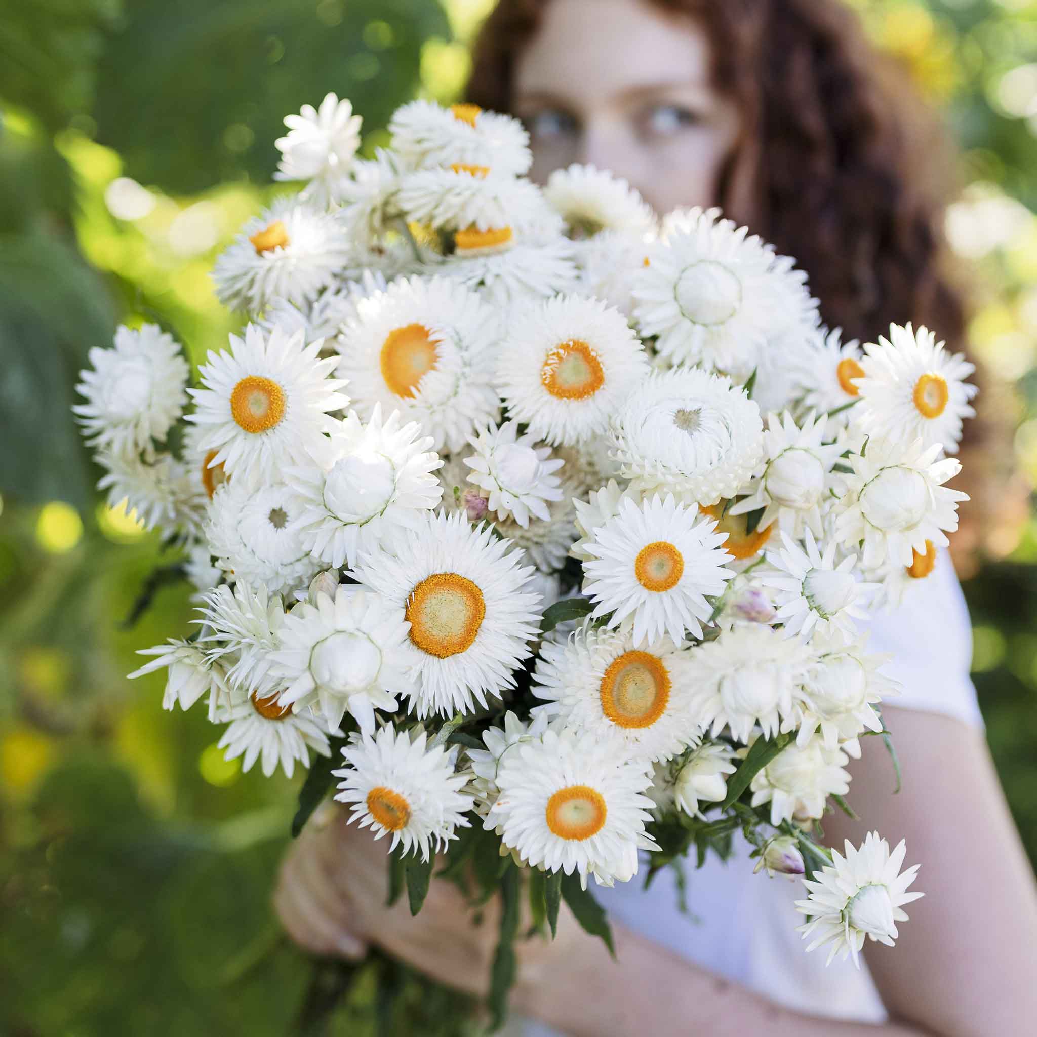 straw flower seeds Strawflower Seeds - White | Flower Seeds in Packets & Bulk