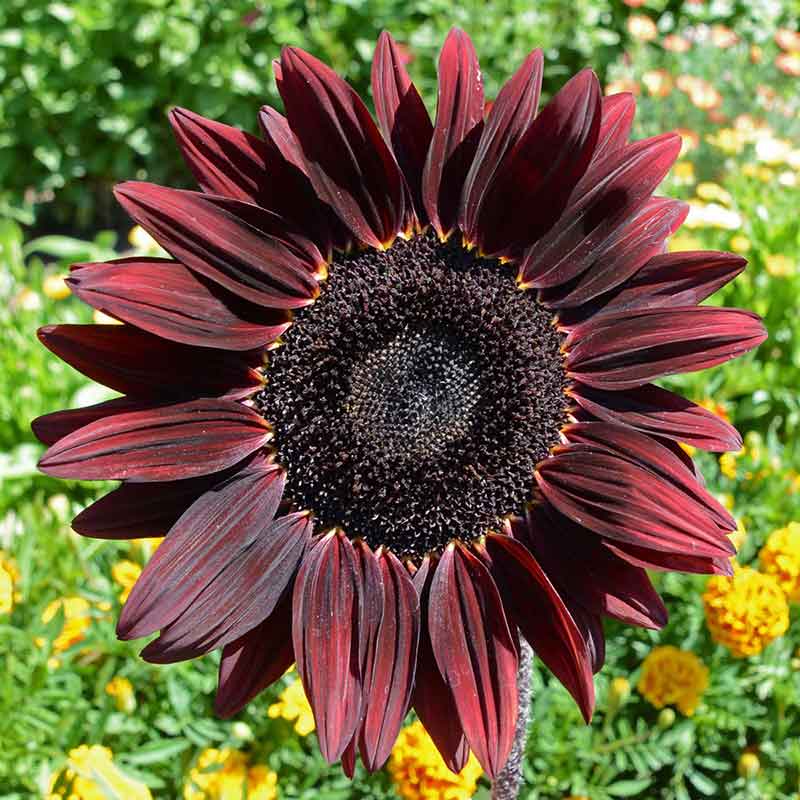 sunflower chocolate cherry