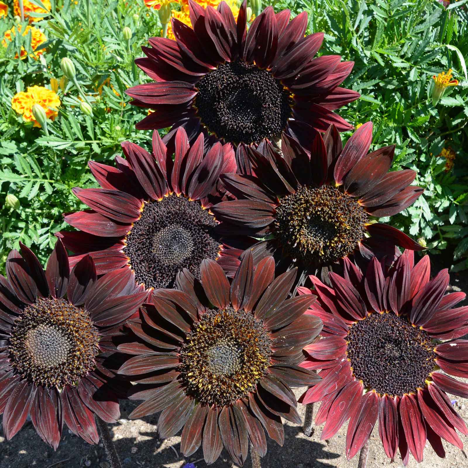 sunflower chocolate cherry