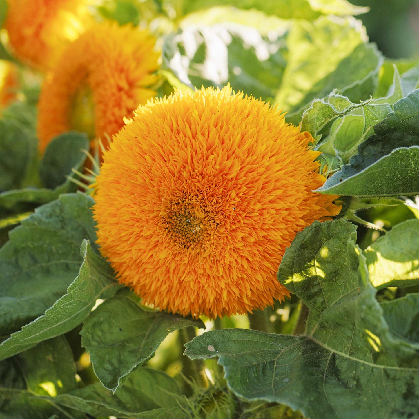 sunflower dwarf teddy bear