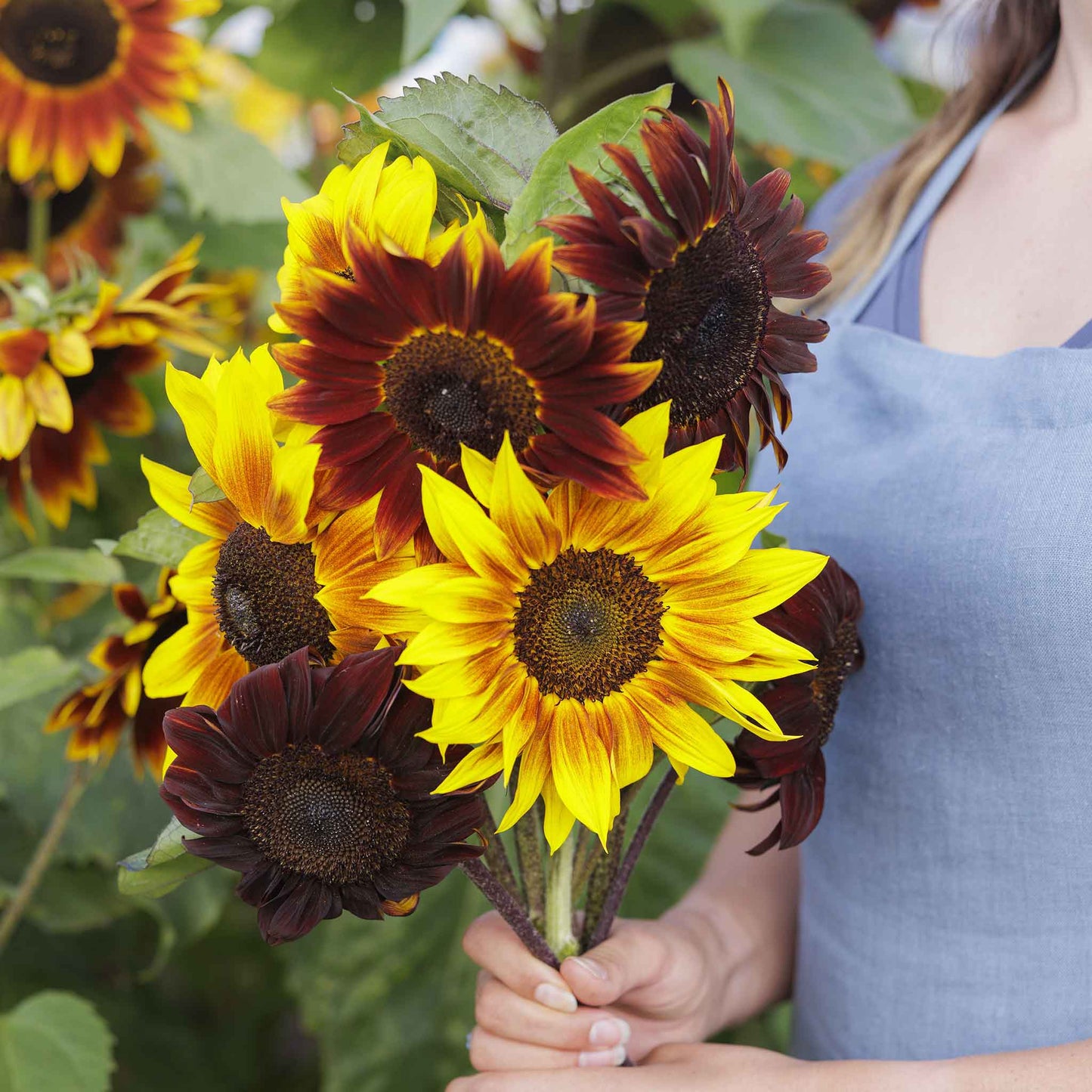 sunflower magic roundabout