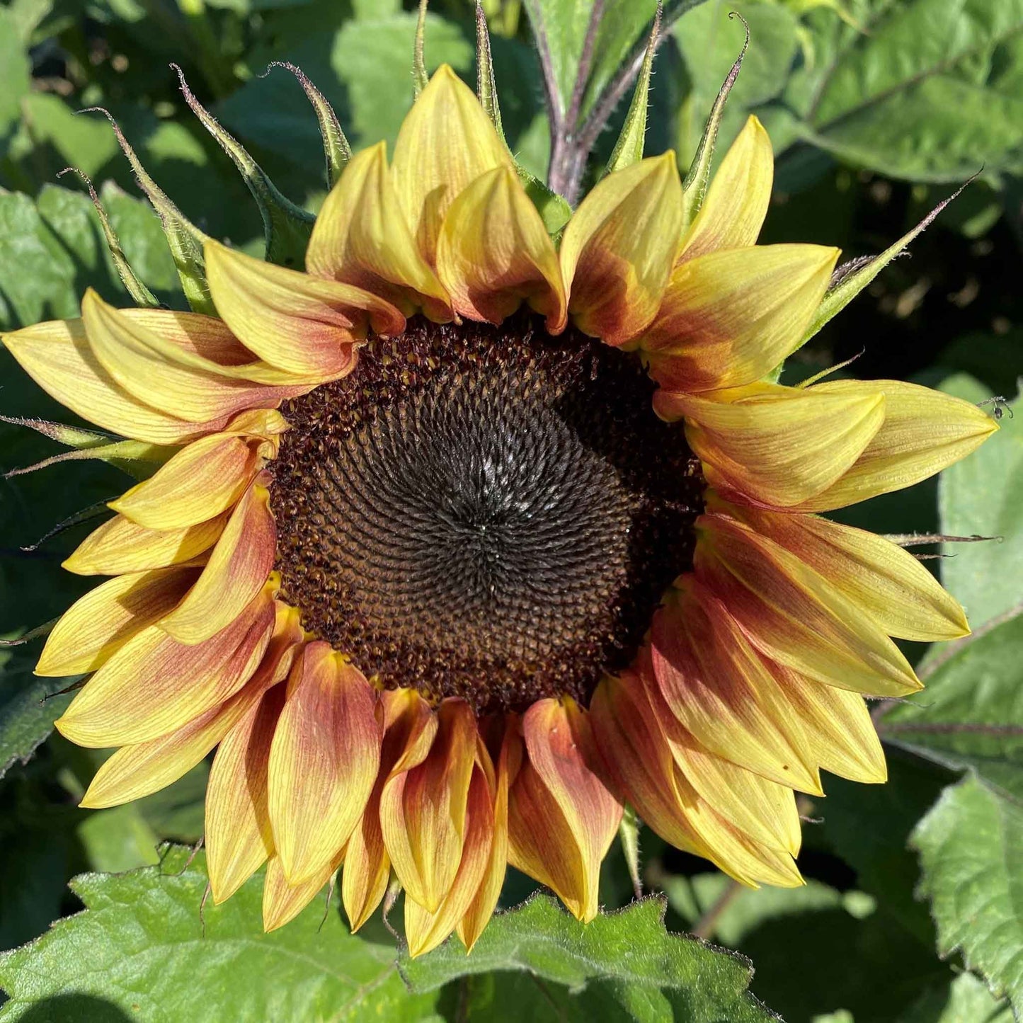 sunflower procut red lemon bicolor