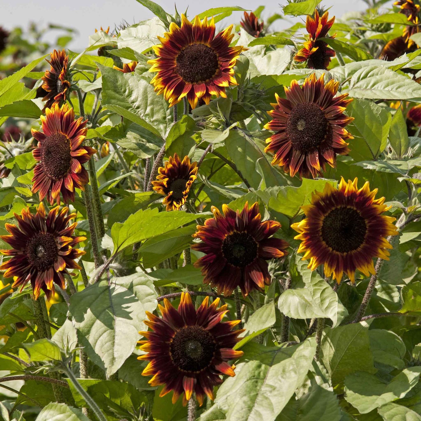 sunflower shok o lat