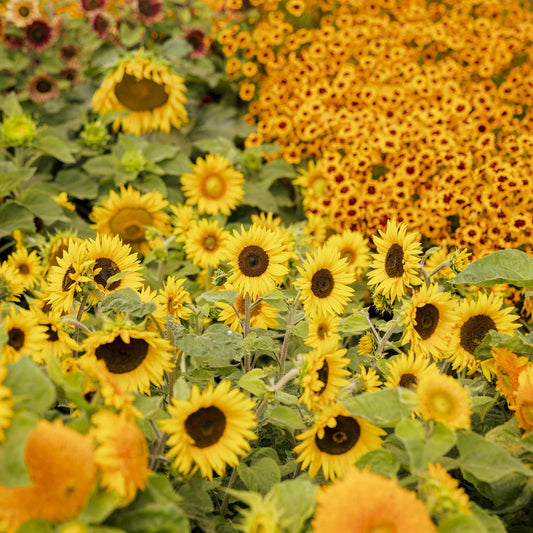 sunflower topolino