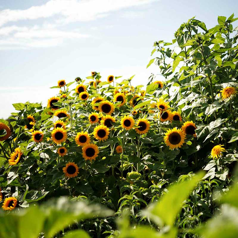 sunflower topolino