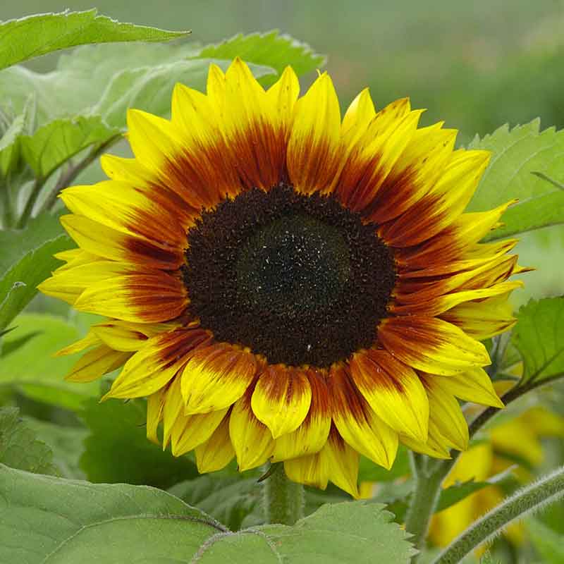 sunflower ziggy