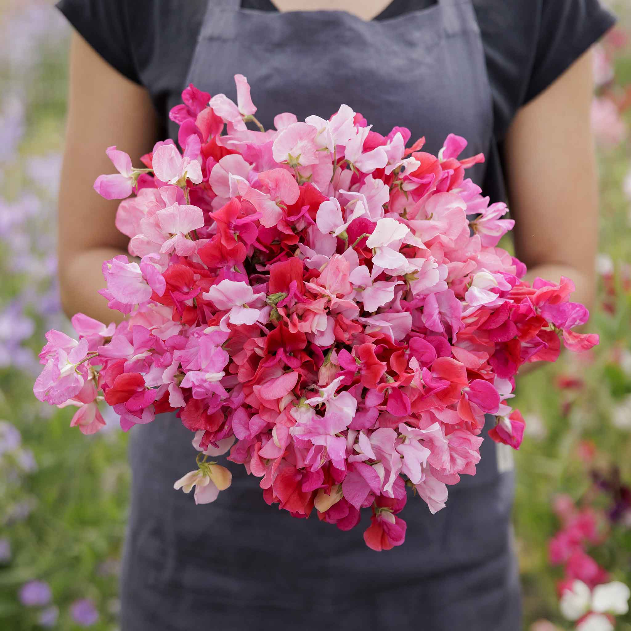 Person holding a bouquet of pink and red sweet pea flowers with a blurred floral background