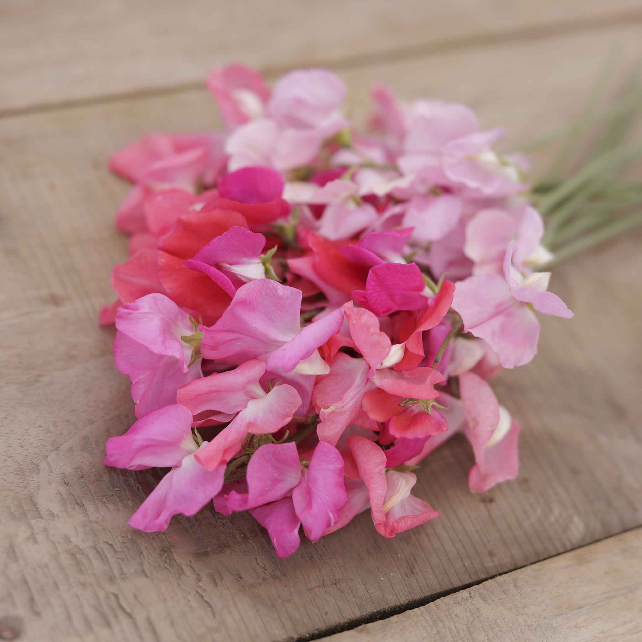 Pink and red sweet pea flowers on a wooden surface