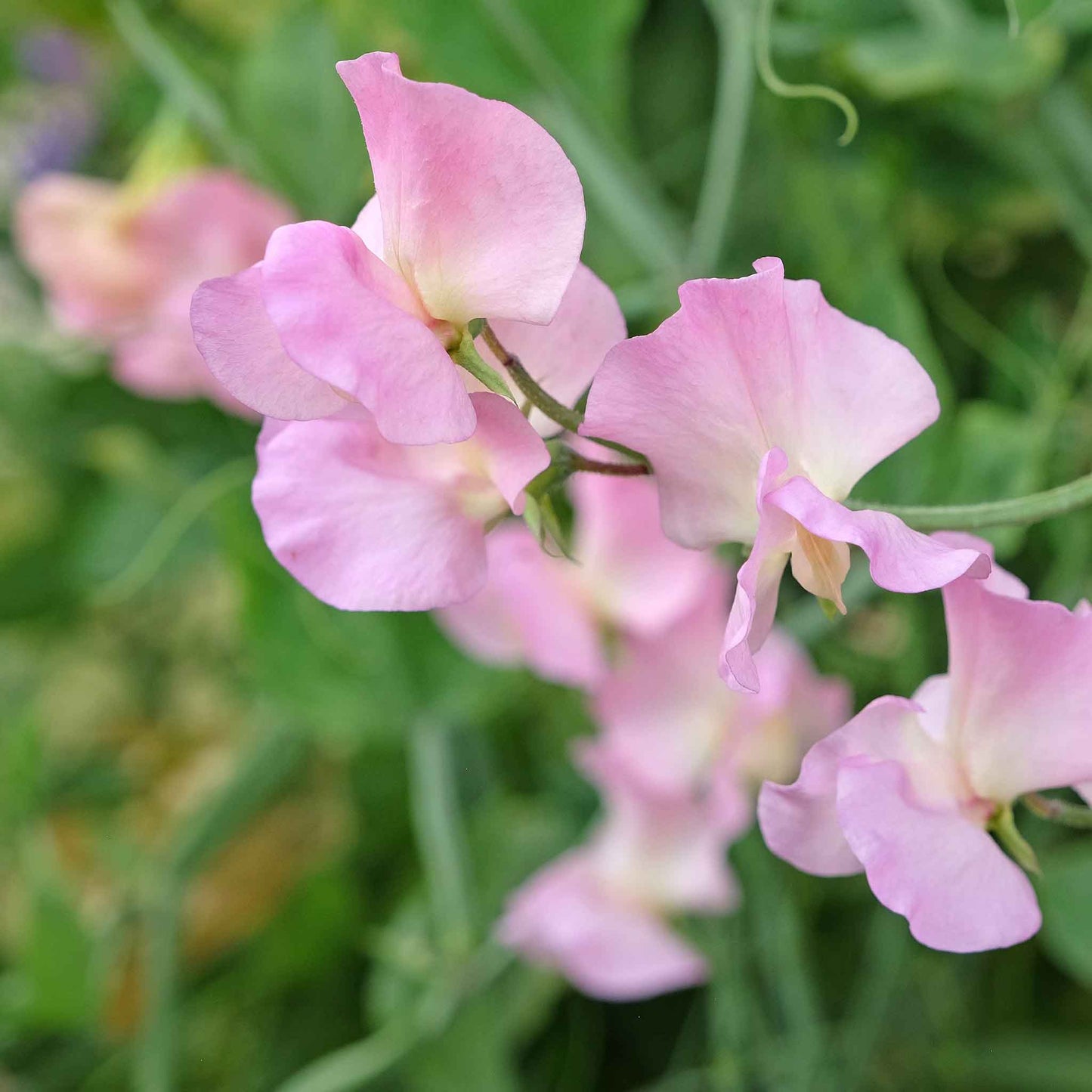 sweet pea yvette ann