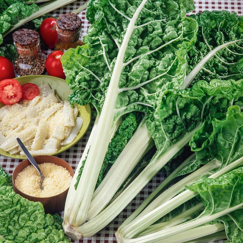 Swiss Chard Lucullus leaves with prominent white veins. | copyright: Floramedia UK Ltd