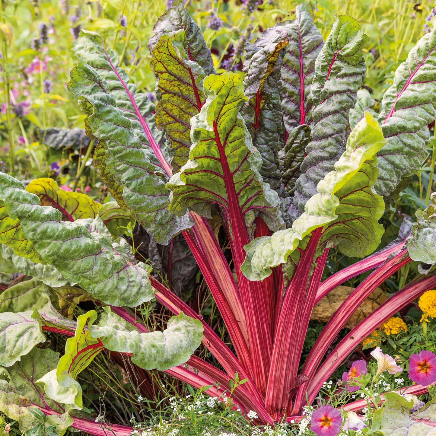 A cluster of vibrant Ruby Red Swiss Chard with prominent red stems and lush green leaves.