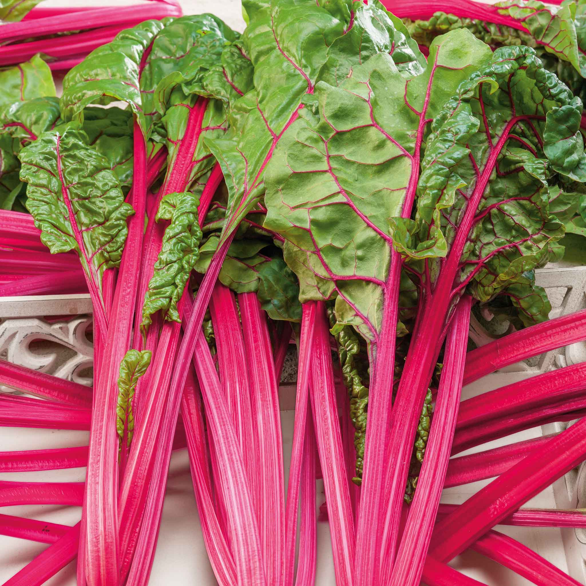 A close-up of vibrant pink lipstick Swiss chard stems and green leaves.