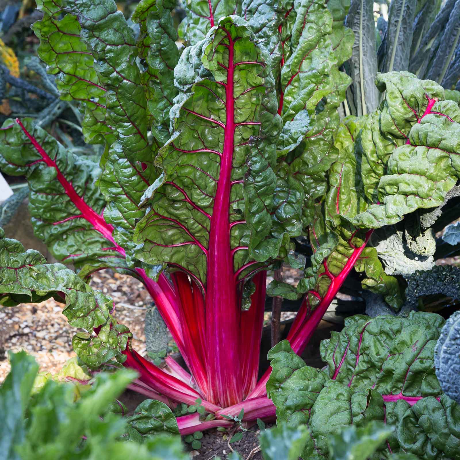 A close-up of vibrant Pink Lipstick swiss chard stems with lush green leaves, ready for harvest.