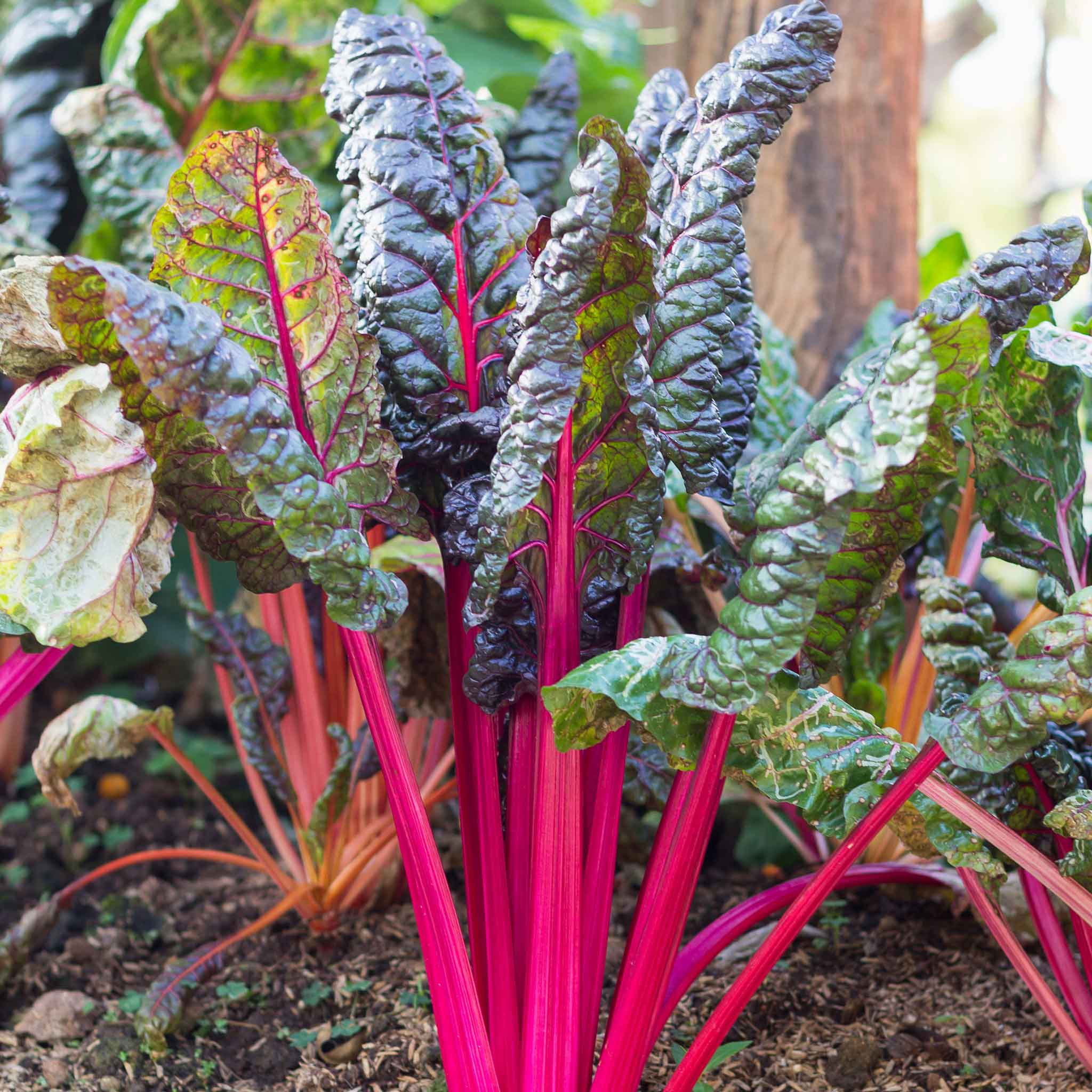 Vibrant pink lipstick swiss chard stems with crinkled green leaves in a garden.