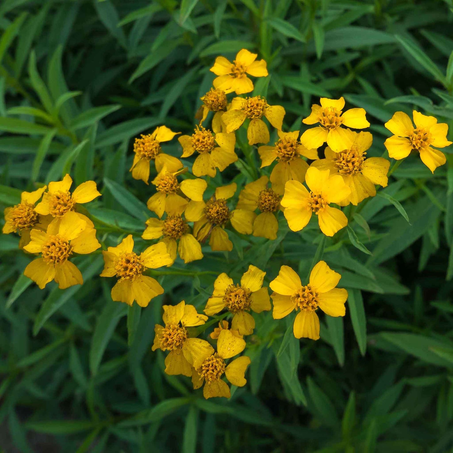 Close-up of a Mexican tarragon plant with slender green leaves, and bright yellow flowers.
