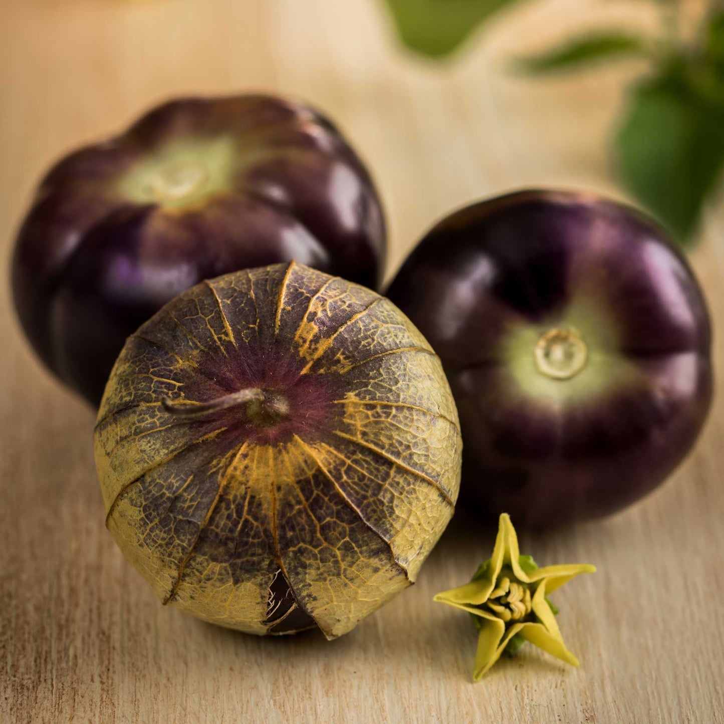 Purple tomatillos with its husk partially open, revealing the fruit, set against a blurred green background.