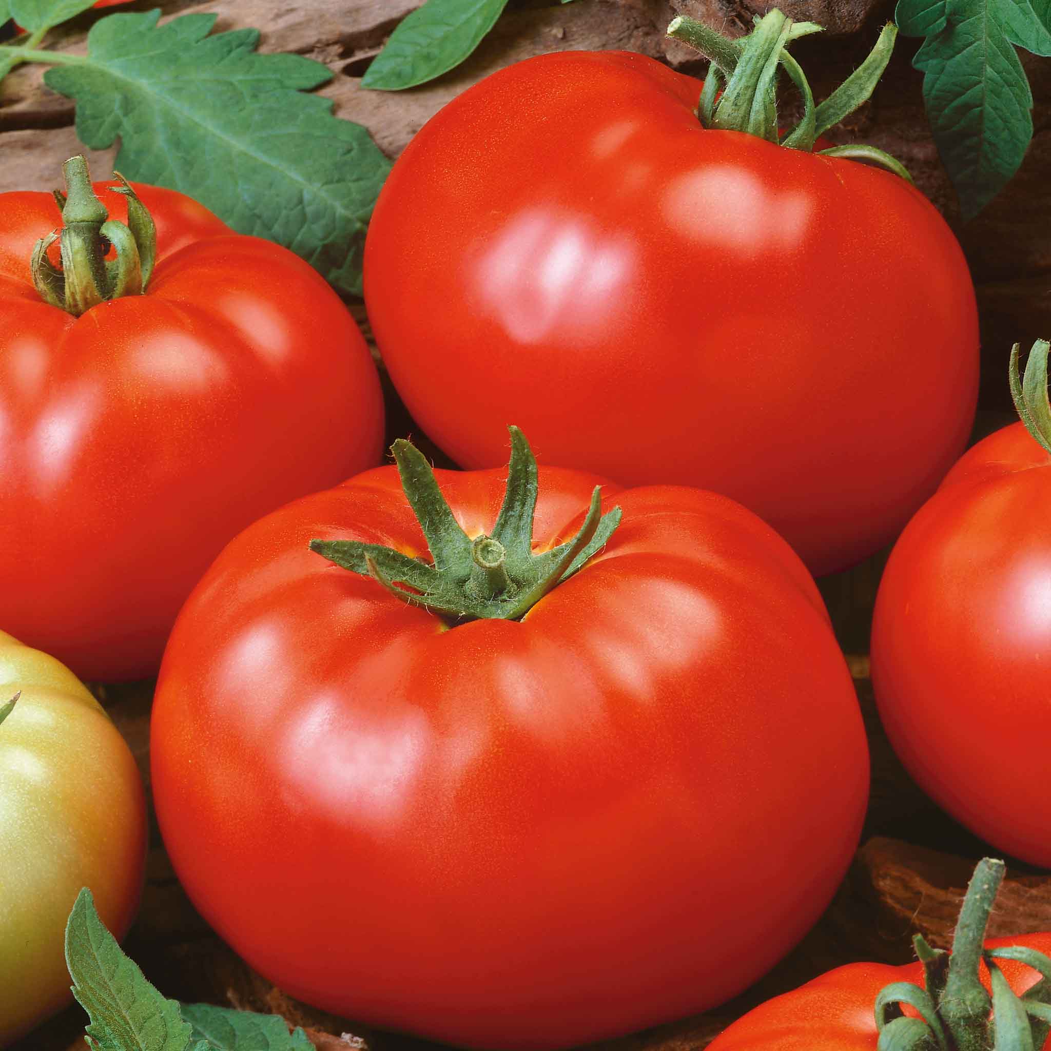 A ripe, red beefsteak tomato with green leaves, with other tomatoes blurred.