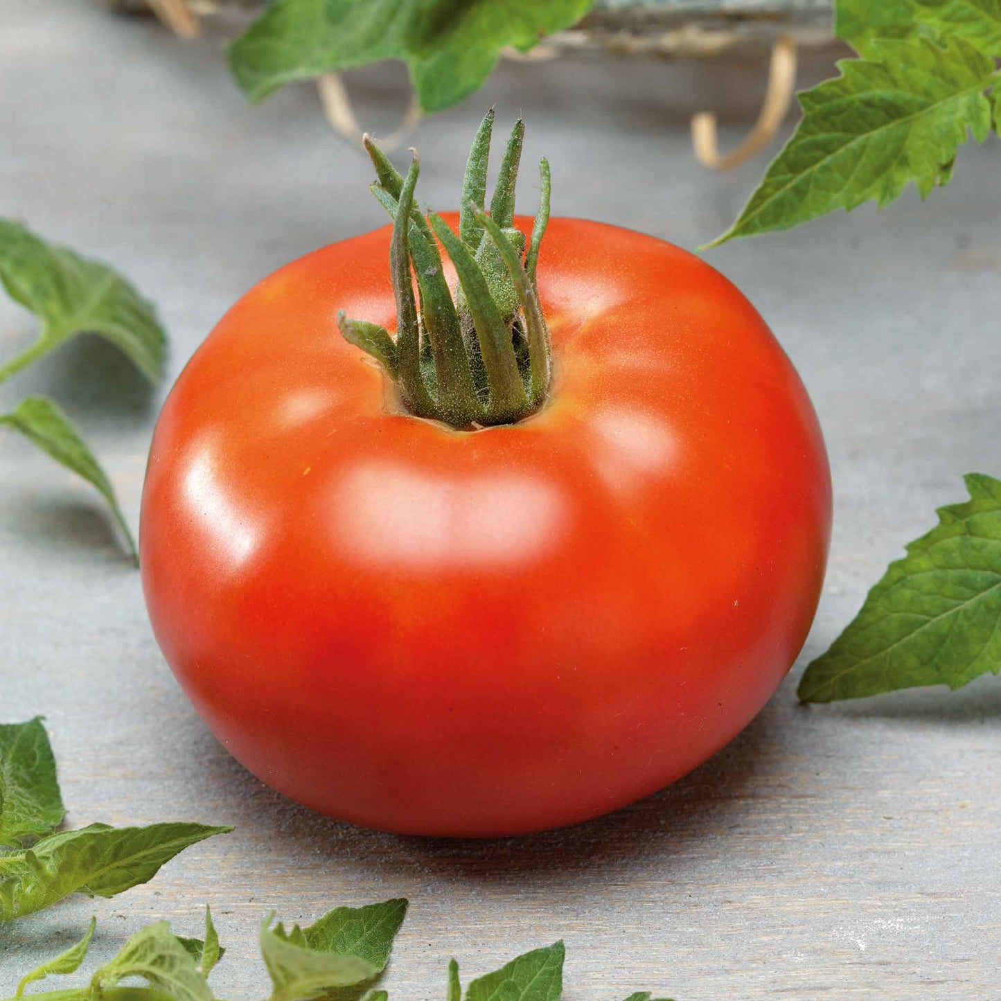 A ripe red Better Boy tomato with a green stem showing its smooth skin.