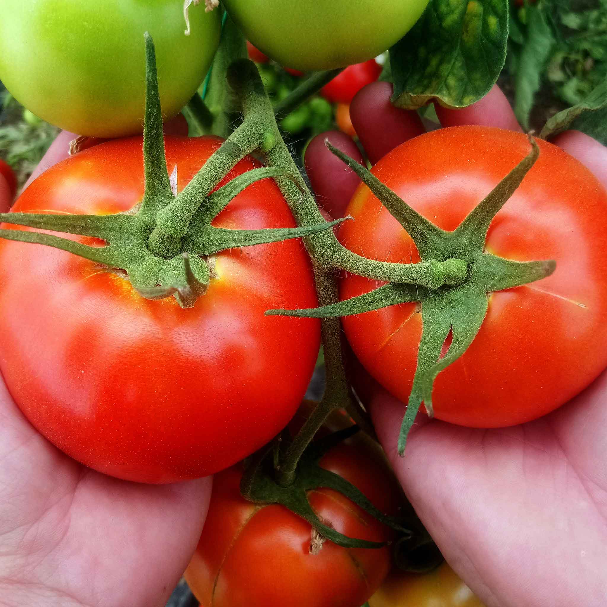 best tomato plant seeds Bonny Best Tomato Seeds, Red