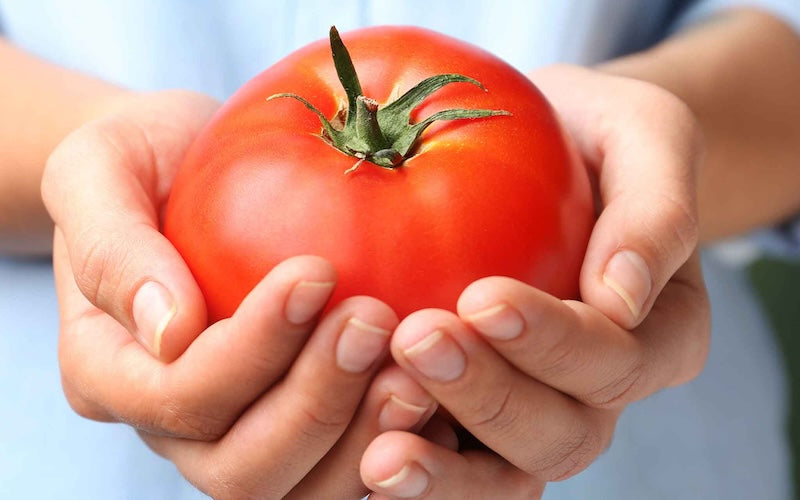Hands Holding Large Tomato