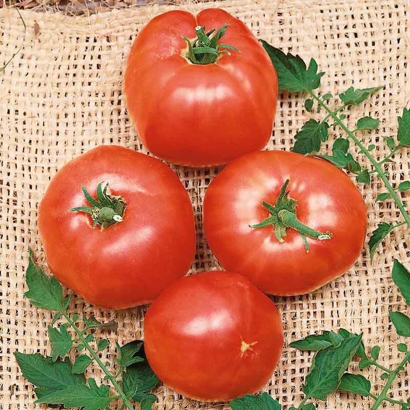 A group of German Johnson tomates with green stems on a burlap background.