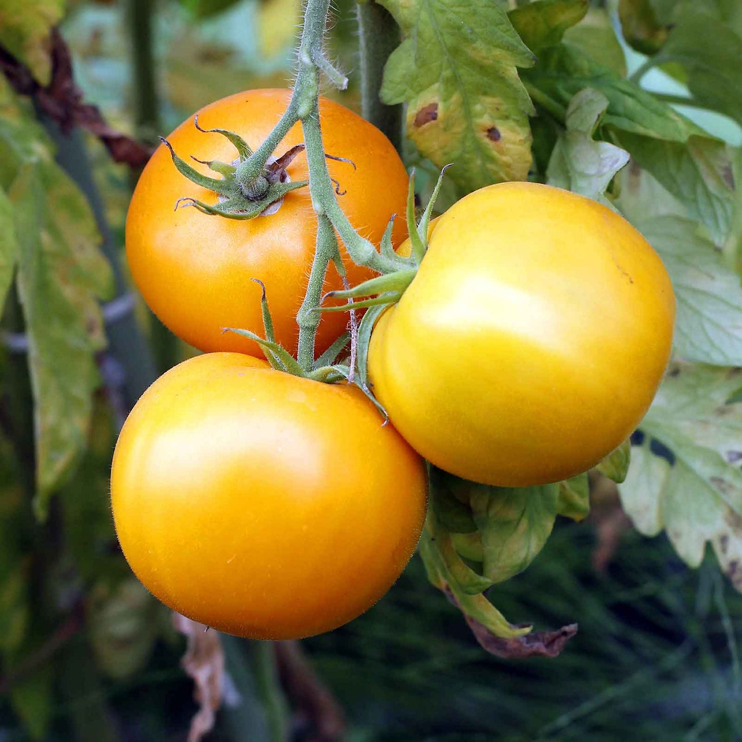 A ripe, Golden Jubilee tomato, round and smooth, with a green stem, sits on a vine.