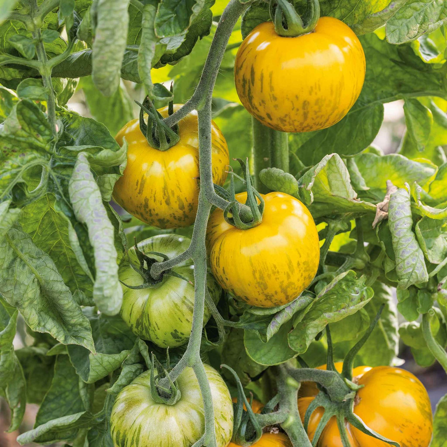 Hanging green zebra tomato on the vine, characterized by its distinctive green and yellow stripes.