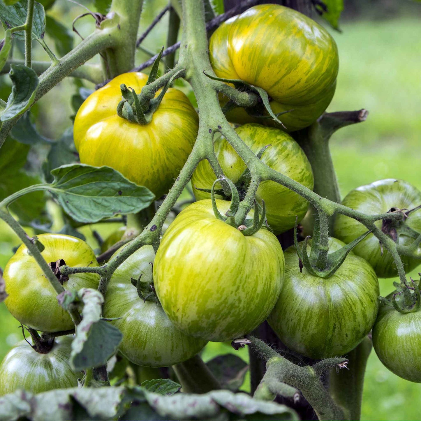 Hanging green zebra tomato on the vine, characterized by its distinctive green and yellow stripes.