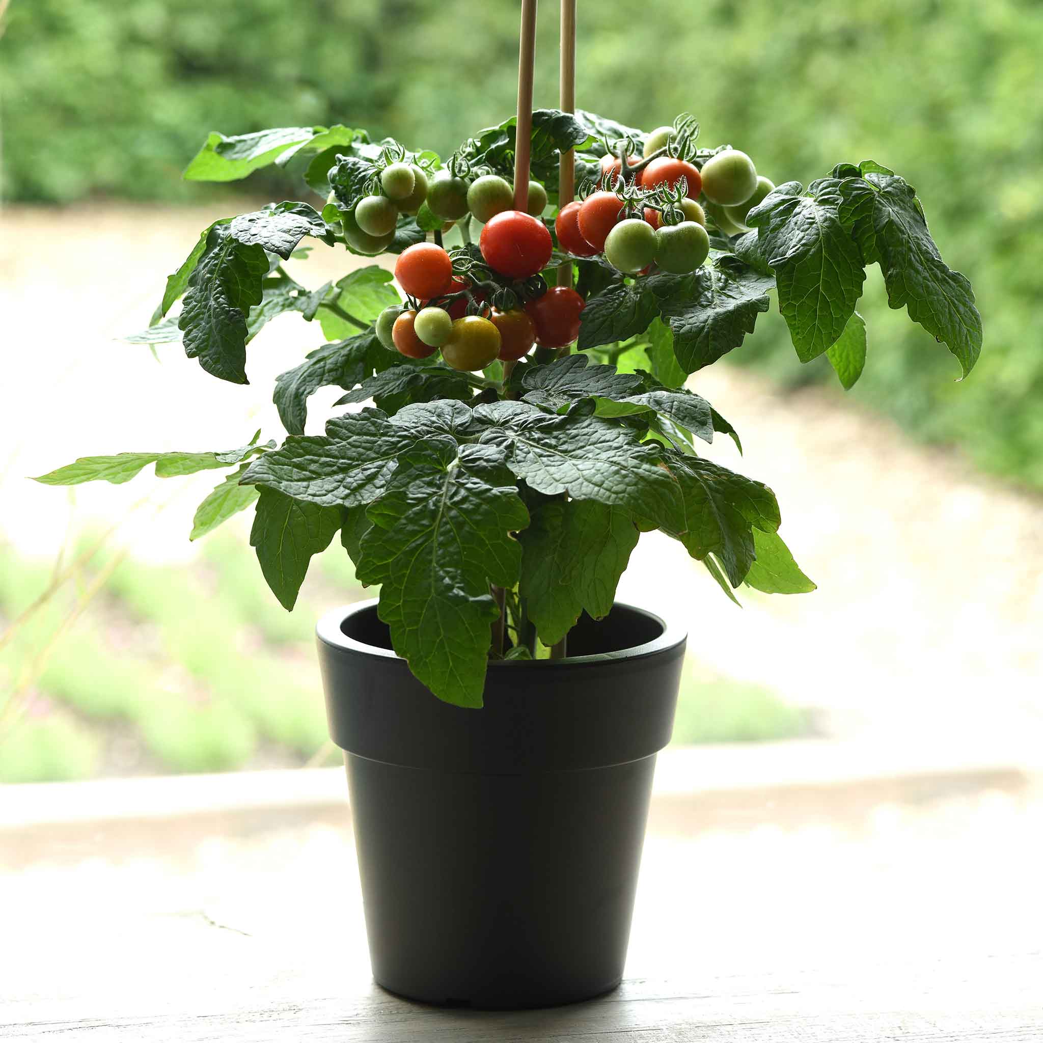 A red Kitchen Minis 'Siam' tomato with green leaves growing in a pot.