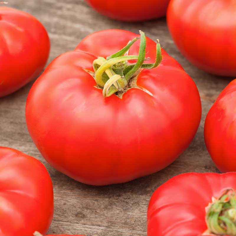 Red Marmande VF tomato with distinct ribbed sides and a green stem. | copyright: Floramedia UK Ltd