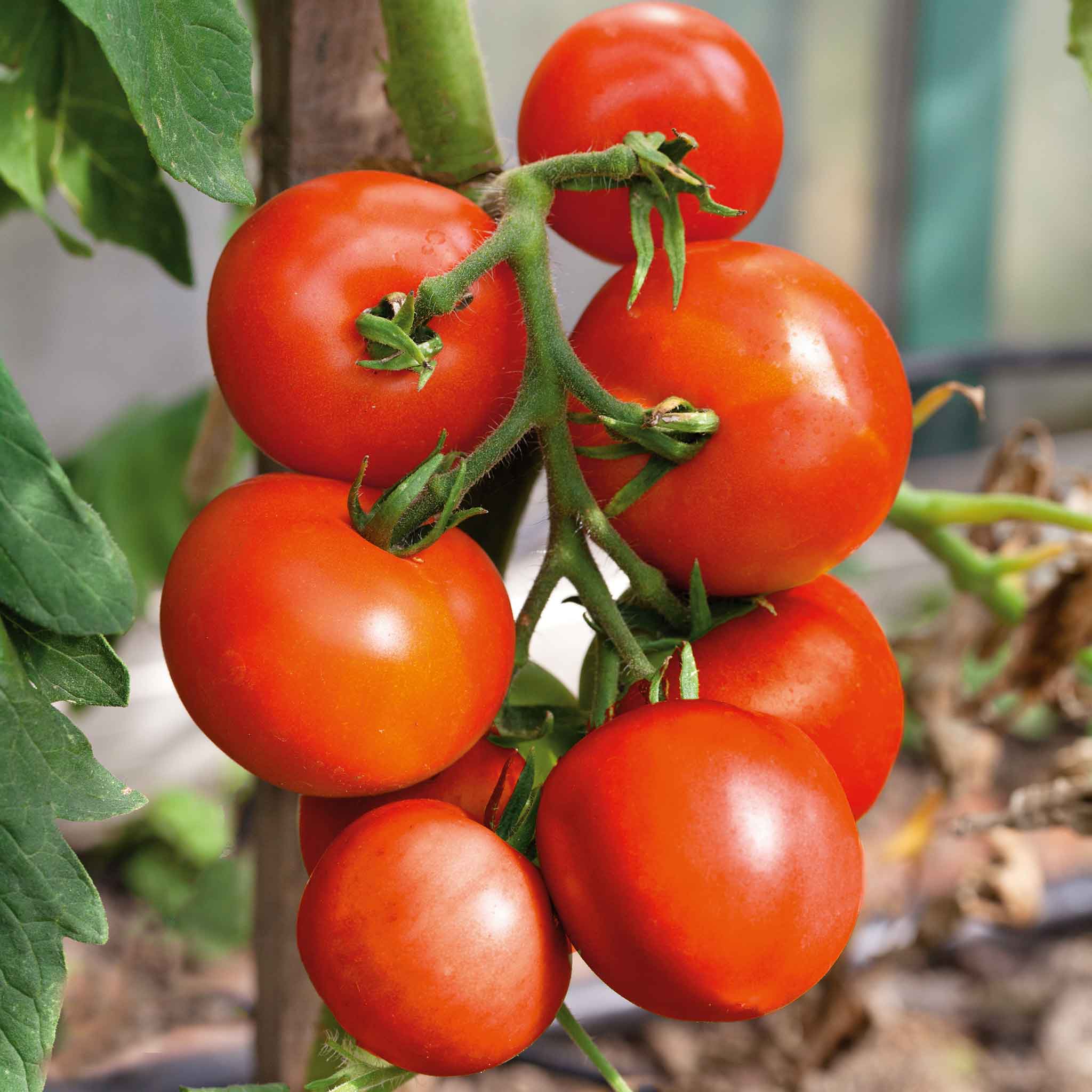 money maker tomato yield per plant Moneymaker Tomato Seeds, Red