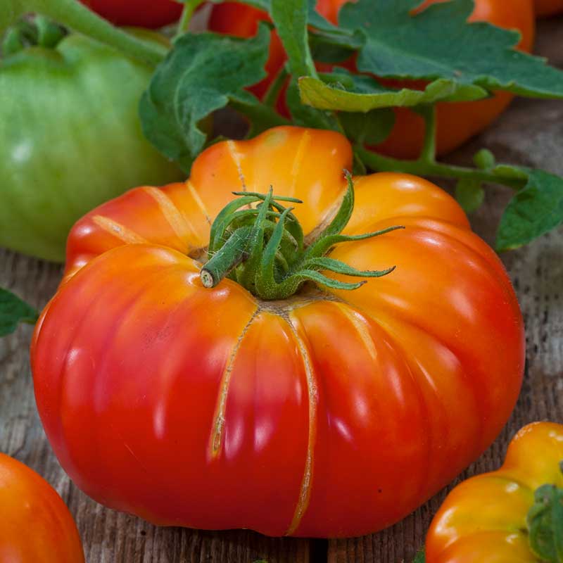A vibrant, large yellow and red heirloom tomato, showing its ribbed exterior. | copyright: Floramedia UK Ltd