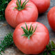 Tomato Seeds (Organic) - Brandywine Pink