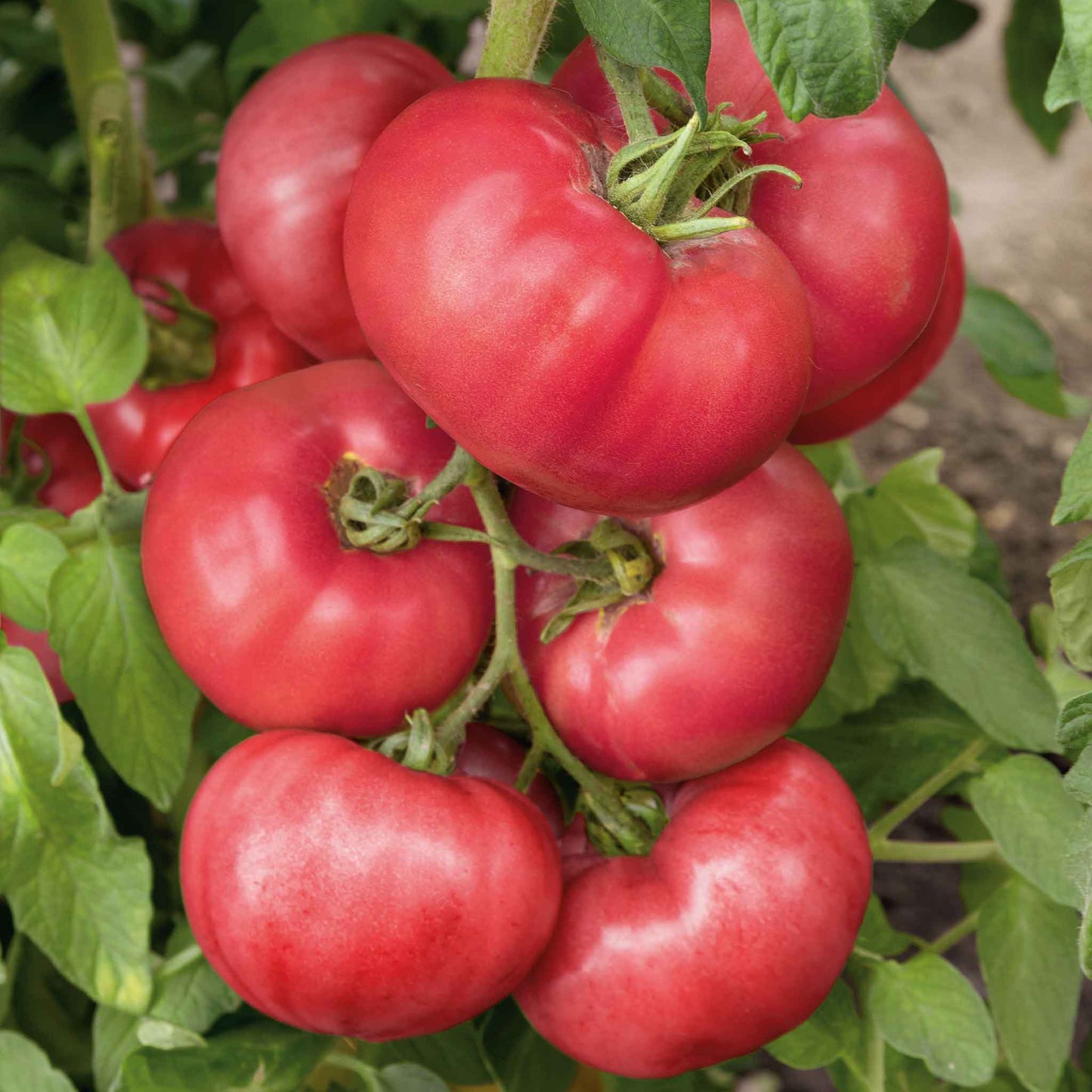 A close-up of a pink Brandywine tomato, showing its smooth skin and round shape.