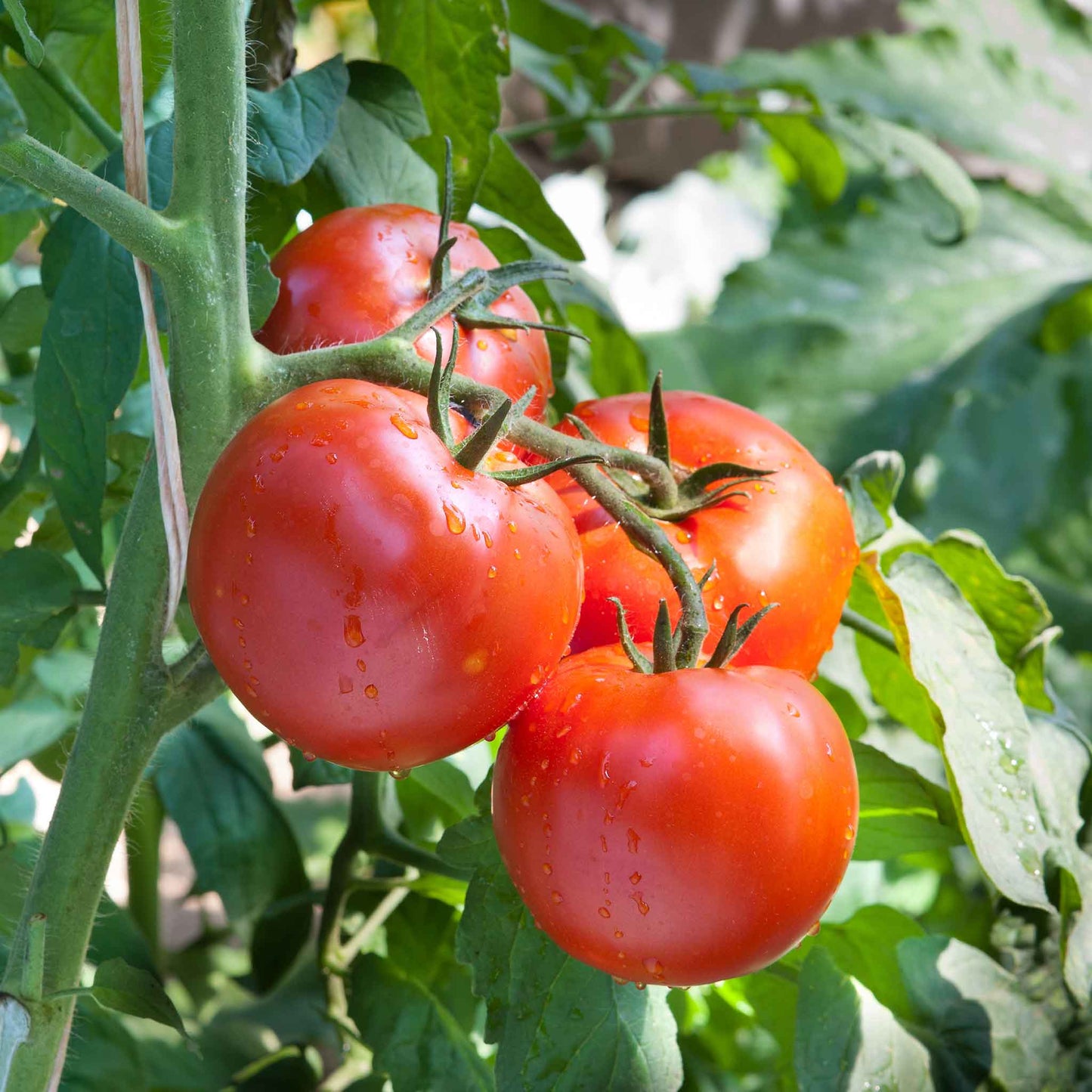 A ripe Floradade red tomato with a green stem and leaves still attached and on the vine.