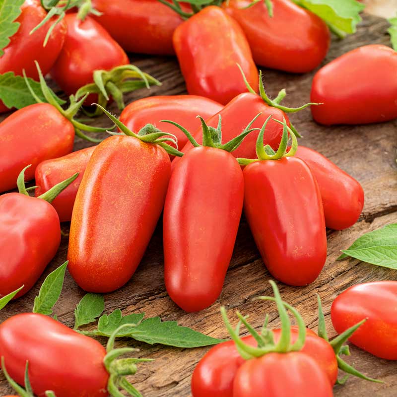 A cluster of red, ripe San Marzano tomatoes. | copyright: Floramedia UK Ltd