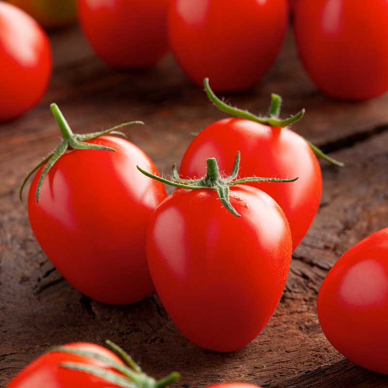 A close-up shot of several red Principe Borghese tomatoes, showcasing their unique shape. | copyright: Floramedia UK Ltd