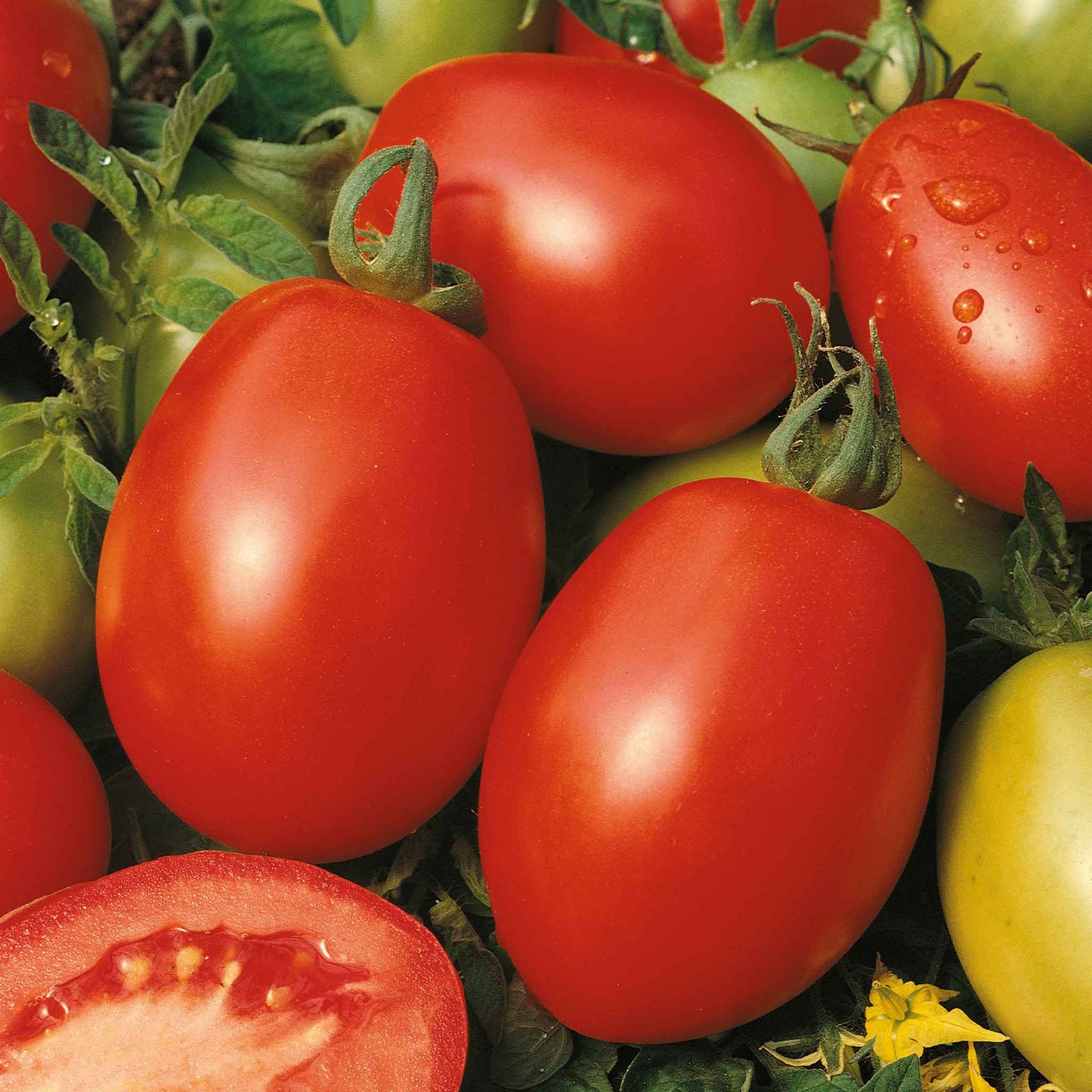 A cluster of red Rio Grande tomatoes hang on a vine, with green leaves and other ripening tomatoes visible.