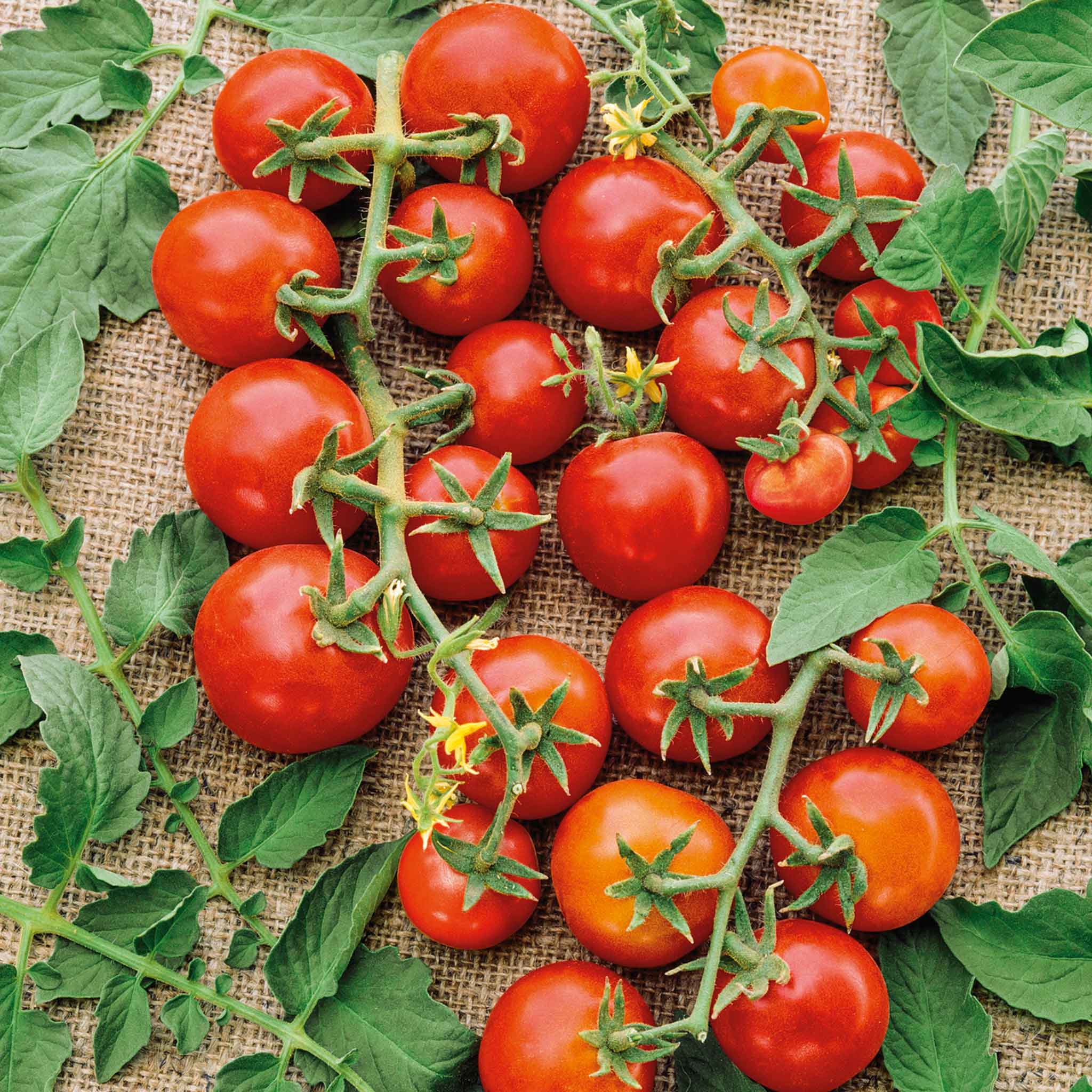 A cluster of small red cherry tomatoes hangs from a green stem, ready for harvest.
