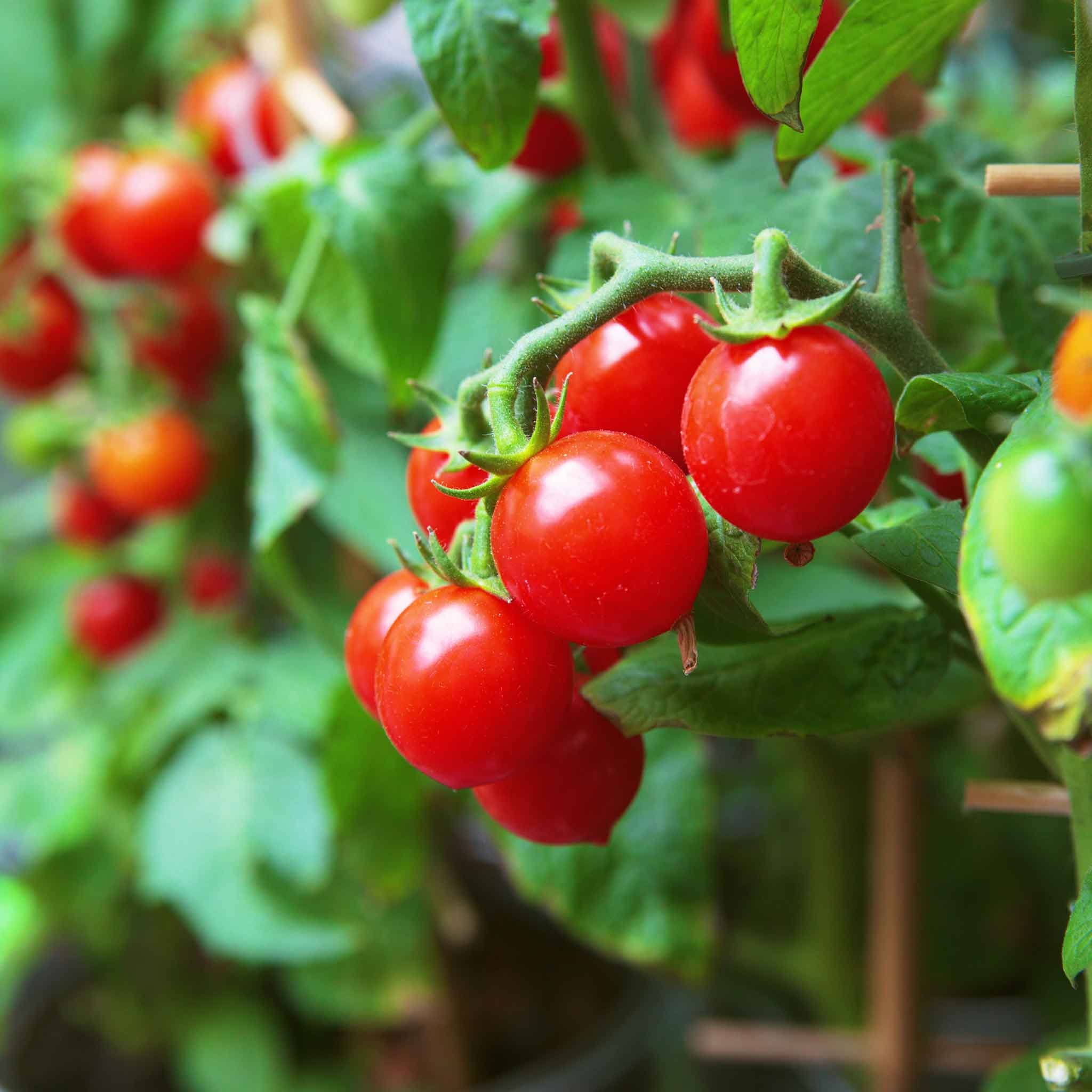 A cluster of small red cherry tomatoes on the vine, ready for harvest.