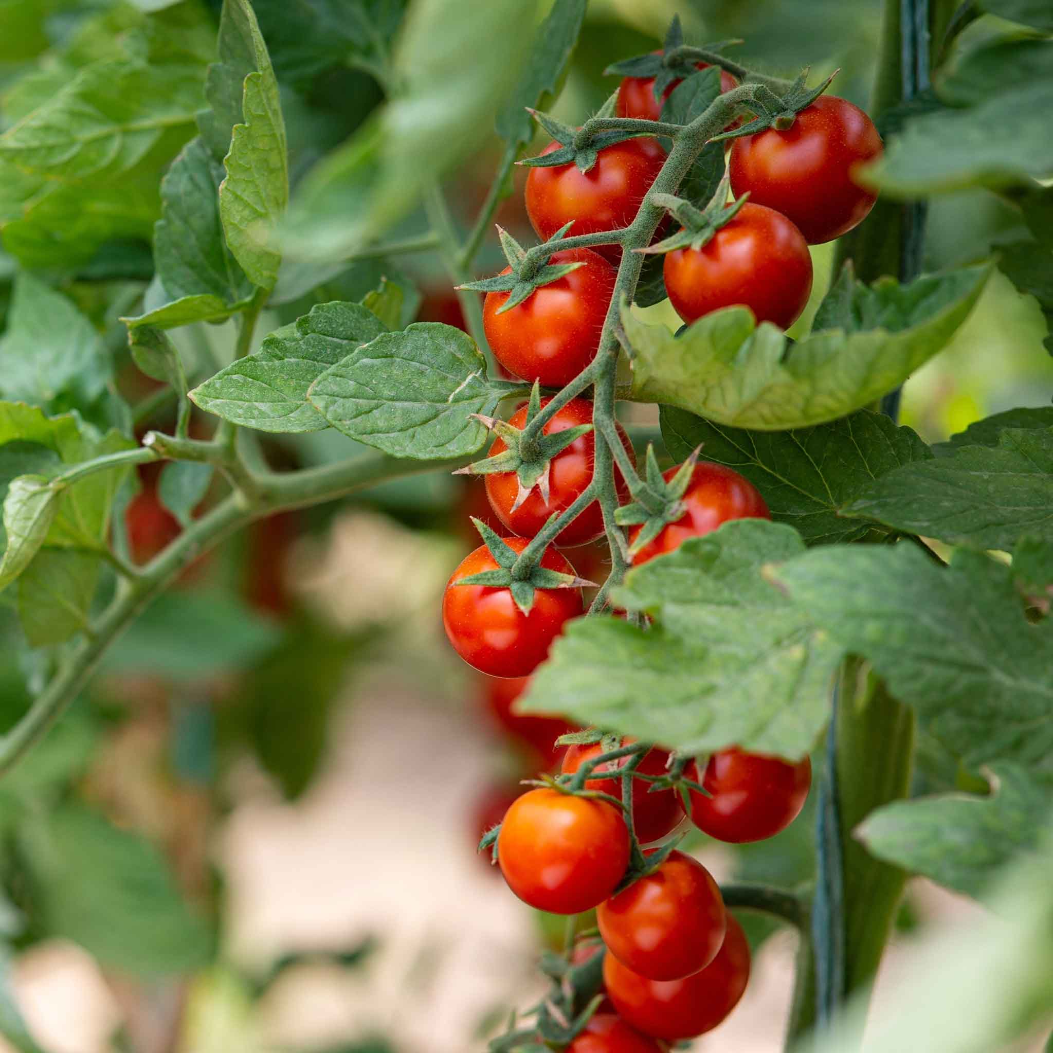 A cluster of small red cherry tomatoes on the vine, ready for harvest.