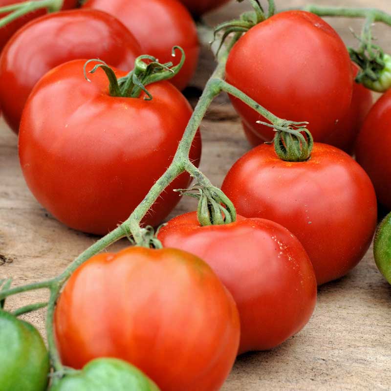 A group of Stupice tomatoes on a vine ready for harvest. | copyright: Floramedia UK Ltd