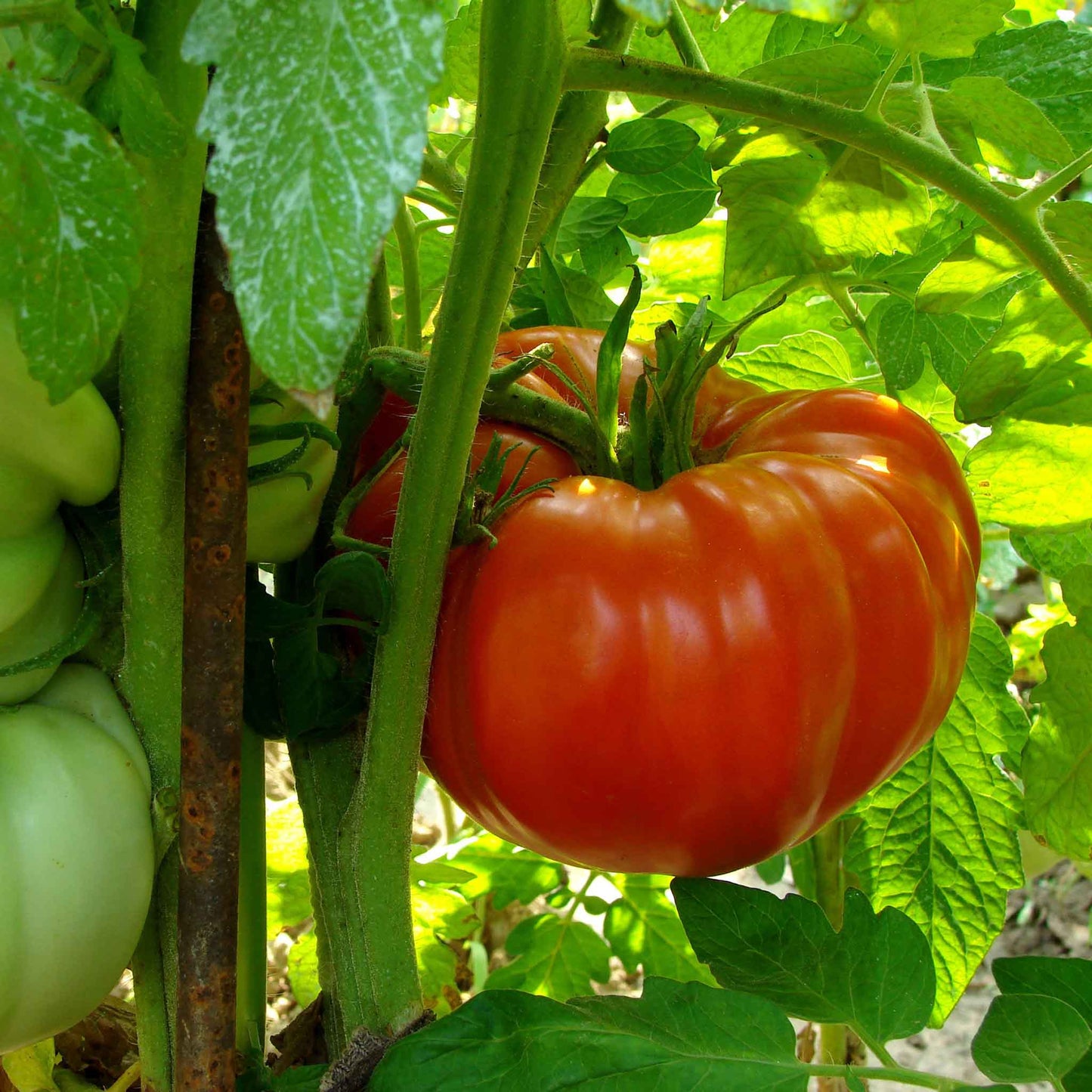 A red Supersteak Hybrid tomato with a green stem, hanging on a vine ready for harvest.