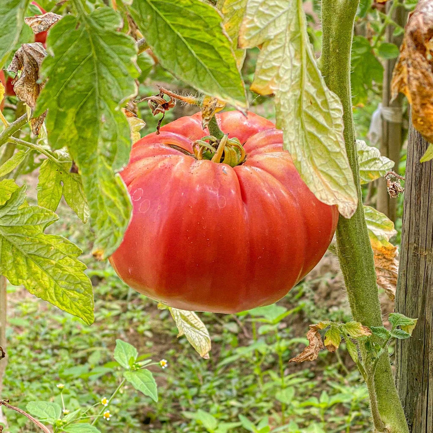 A ripe, red Supersteak Hybrid tomato hangs from a vine with green leaves and a blurred garden background.