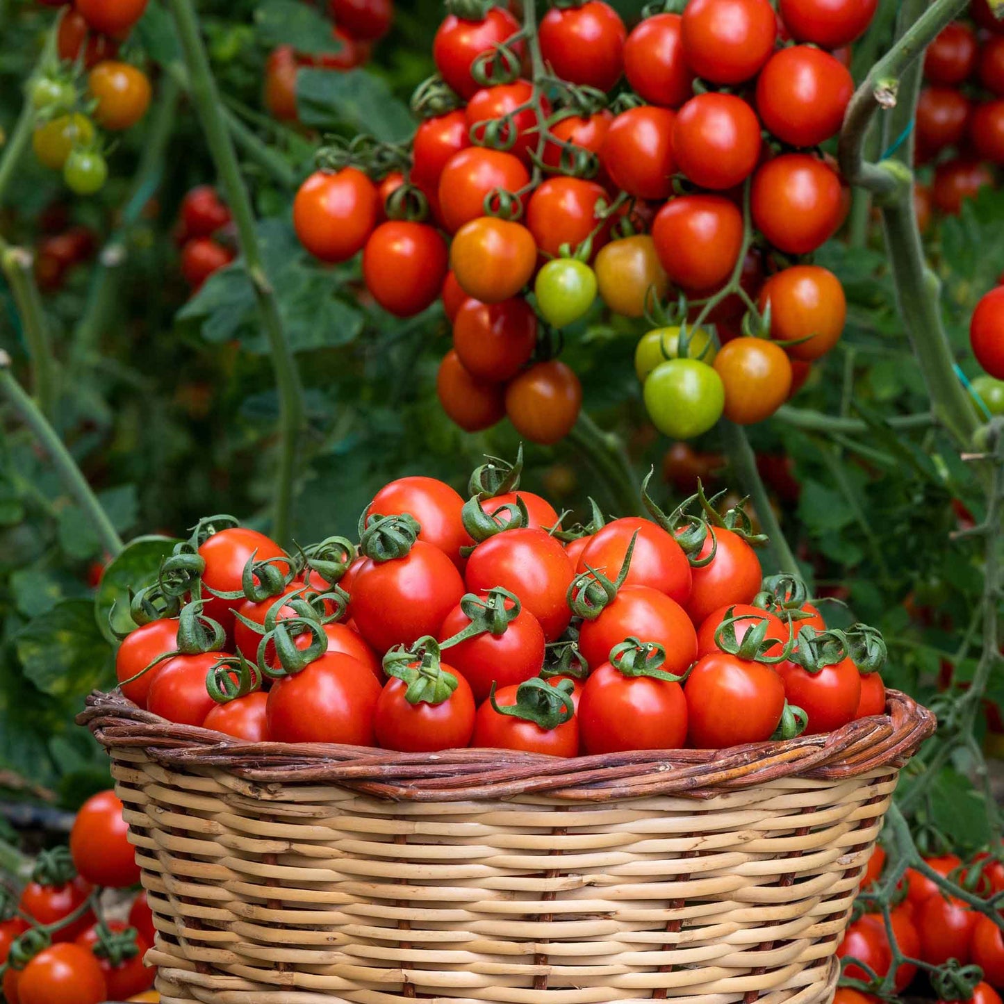 A basket full of small Sweetie tomatoes with a cluster hanging above them.