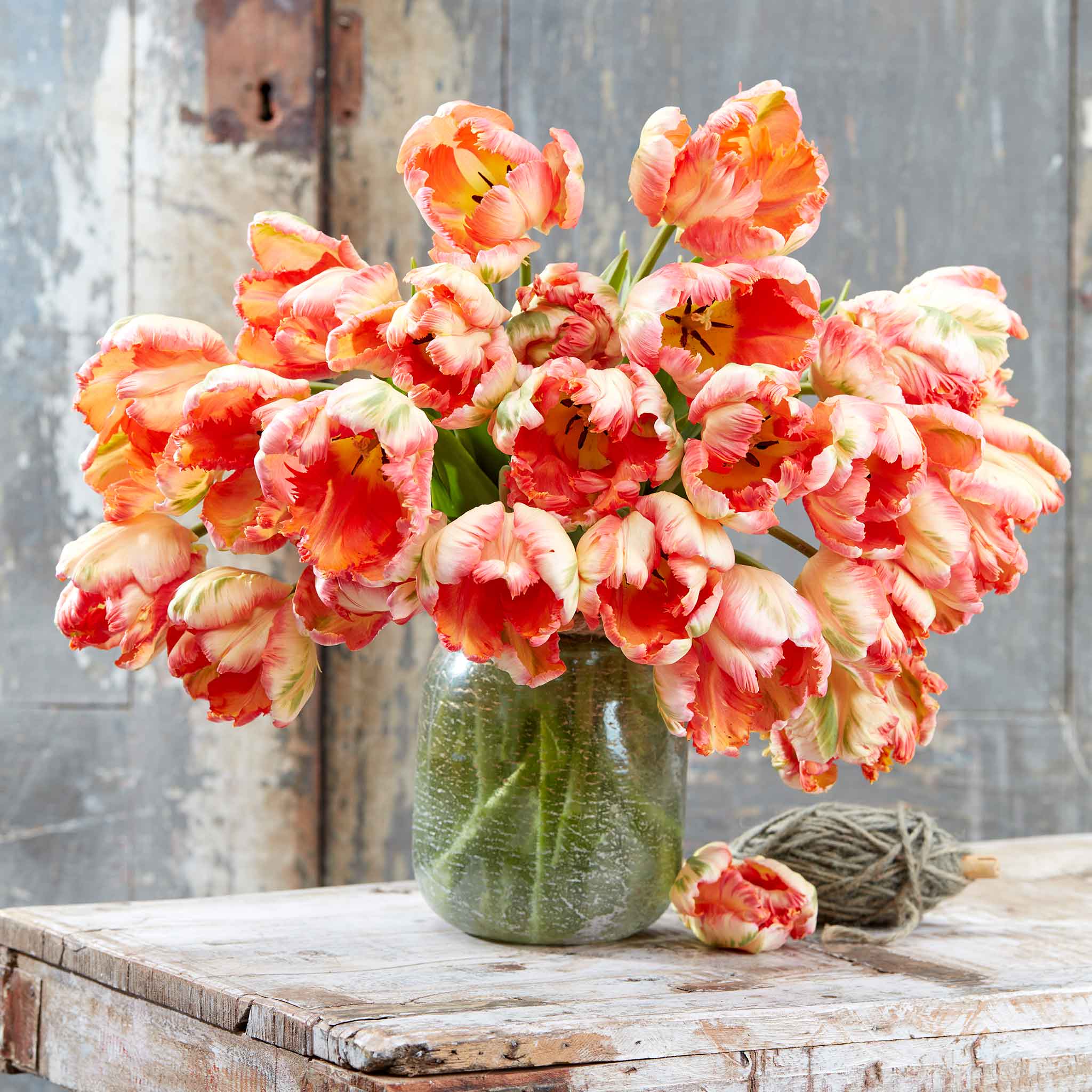 tulip apricot parrot
