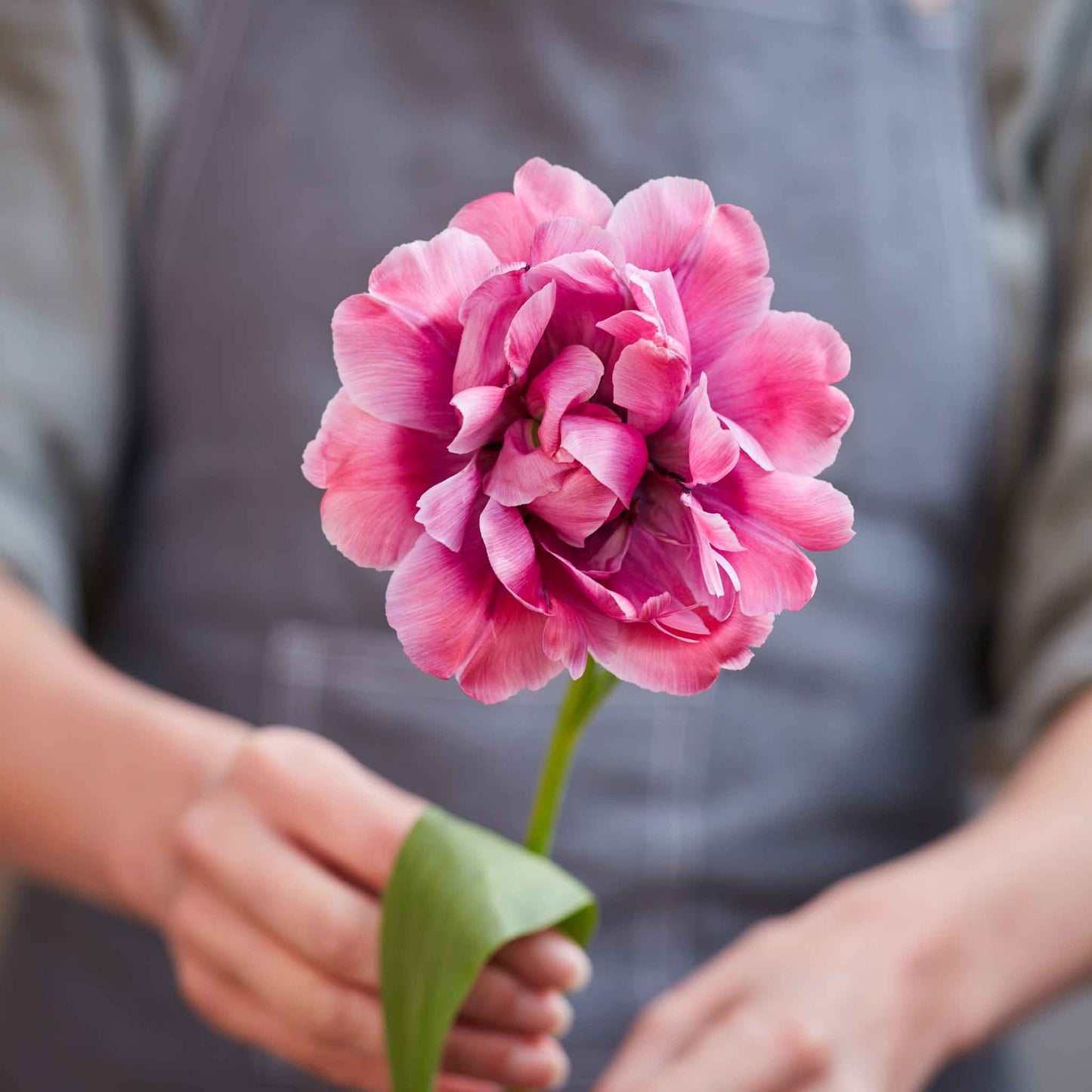 tulip blue diamond